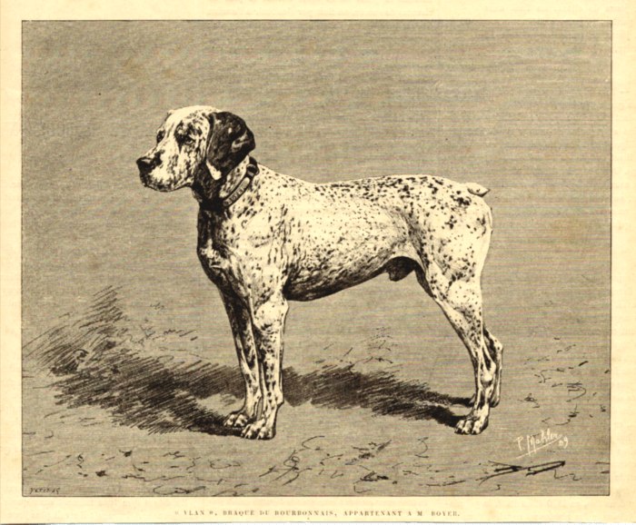 Braque du Bourbonnais par Malher (1889)