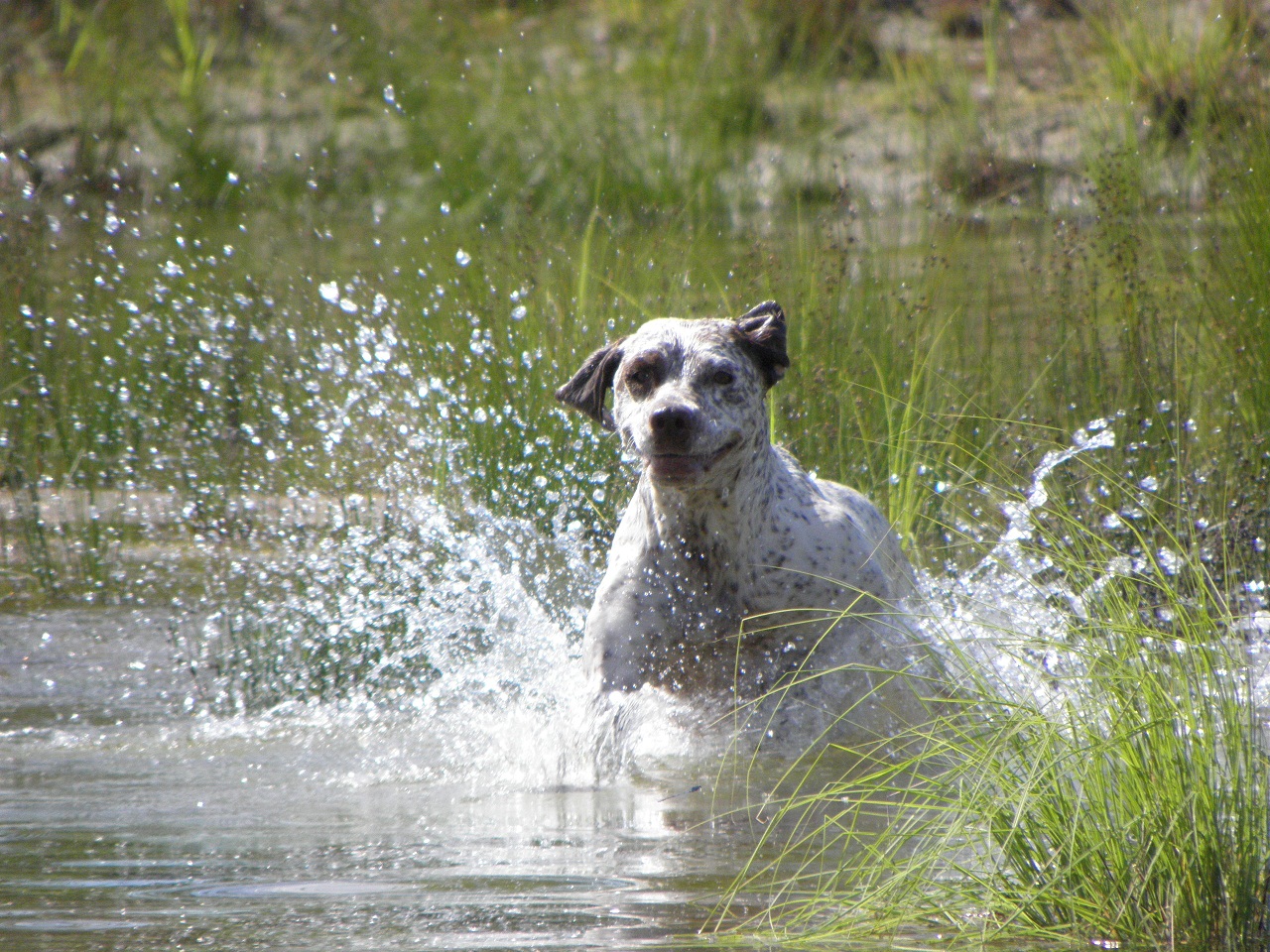 Canine Bearalvahki