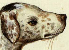 Détail de la tete