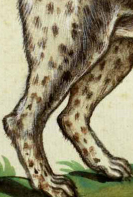 Détail des pattes