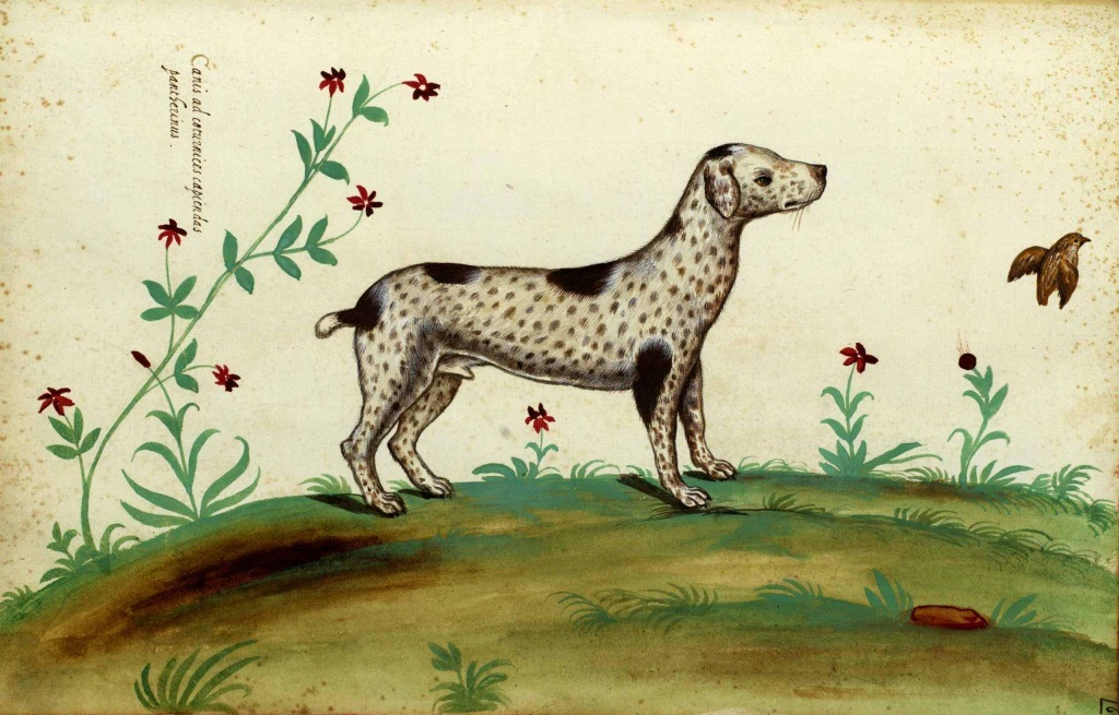 Braque du Bourbonnais, dessin en couleurs d'Aldrovandi