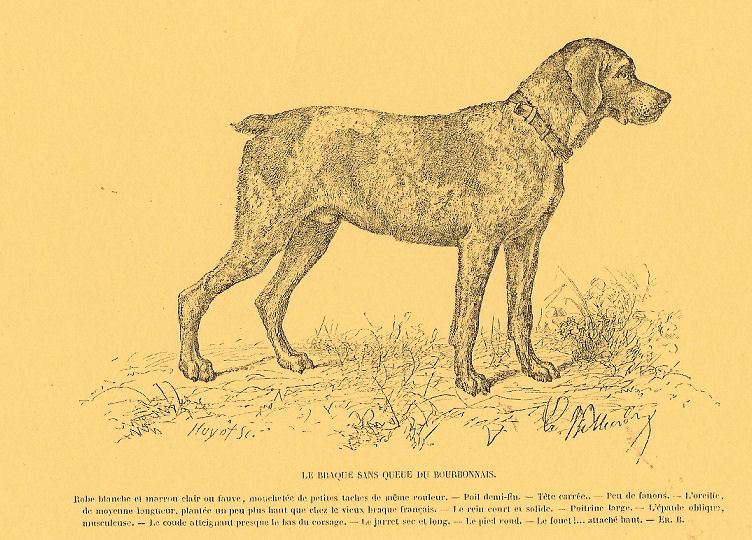Braque du Bourbonnais par De La Rue (1881)