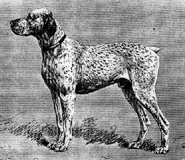 Kitty, braque du Bourbonnais par J. Dauchez