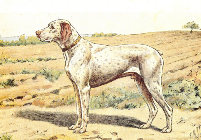 Braque du Bourbonnais par Malher (1907)