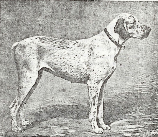 Braque du Bourbonnais: Mascotte de Bosc le Hard