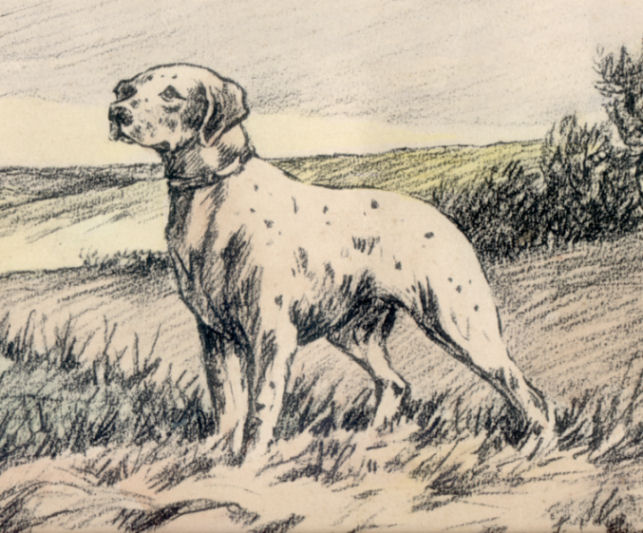 Braque du Bourbonnais: Miarka (1946)