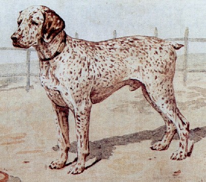 Braque du Bourbonnais: Pilote