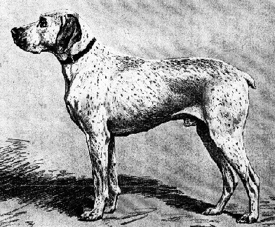 Braque du Bourbonnais: Yan, à monsieur Yves style=