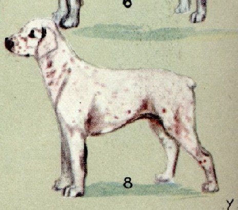 Braque du Bourbonnais: par Yvonne Siméon-Lavallart