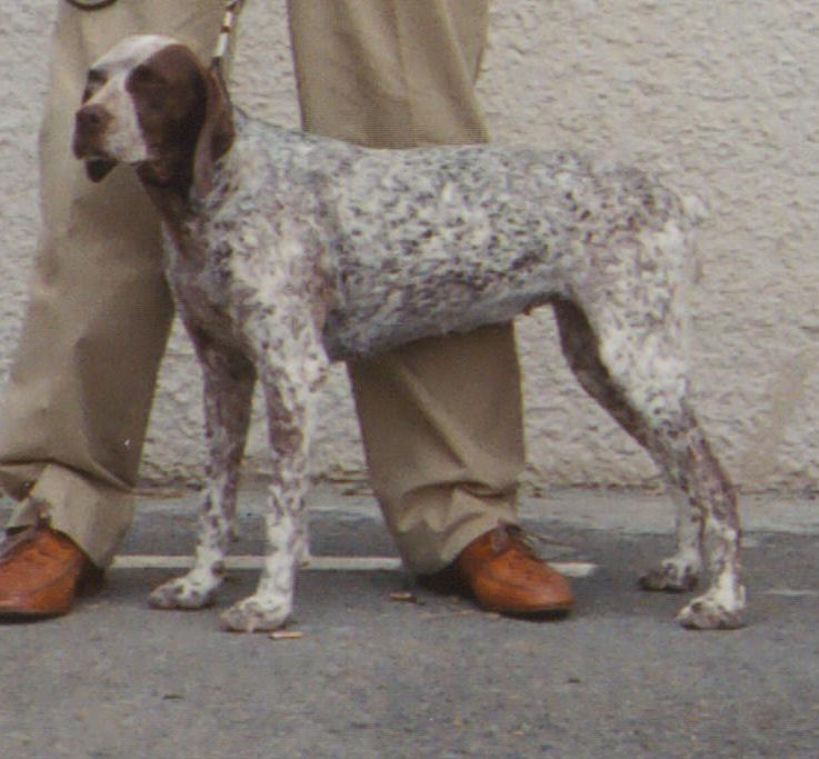 Braque du Bourbonnais, Anouk de Julius Forum