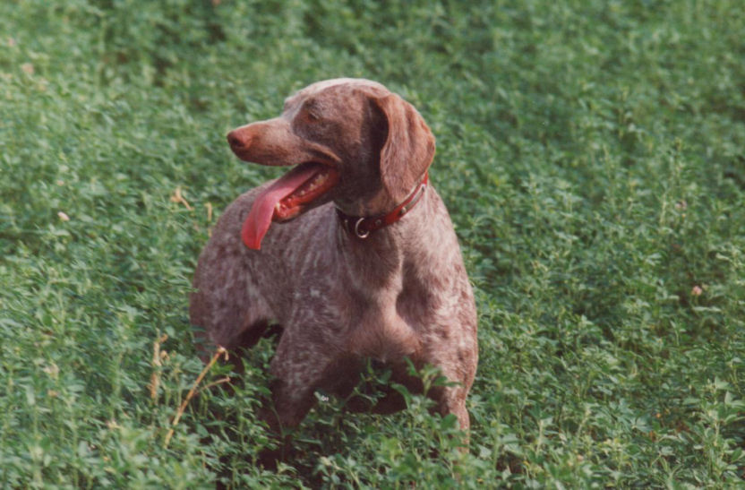 Braque du Bourbonnais, Corba de la Vallée de Canbière