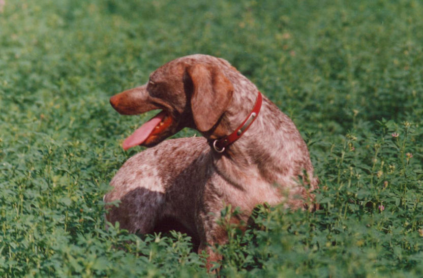 Braque du Bourbonnais, Corba de la Vallée de Canbière