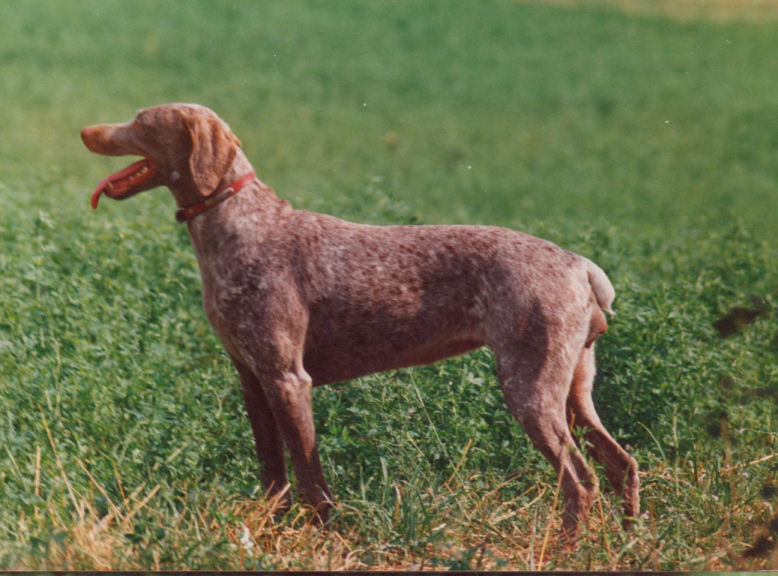 Braque du Bourbonnais, Corba de la Vallée de Canbière