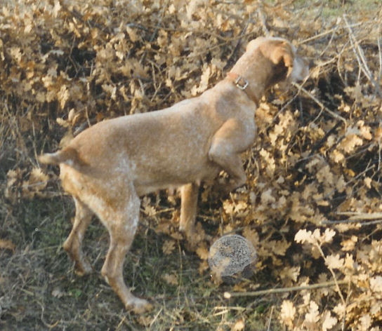 Uno du Rocher des Jastres