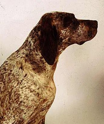 Filou de Julius Forum