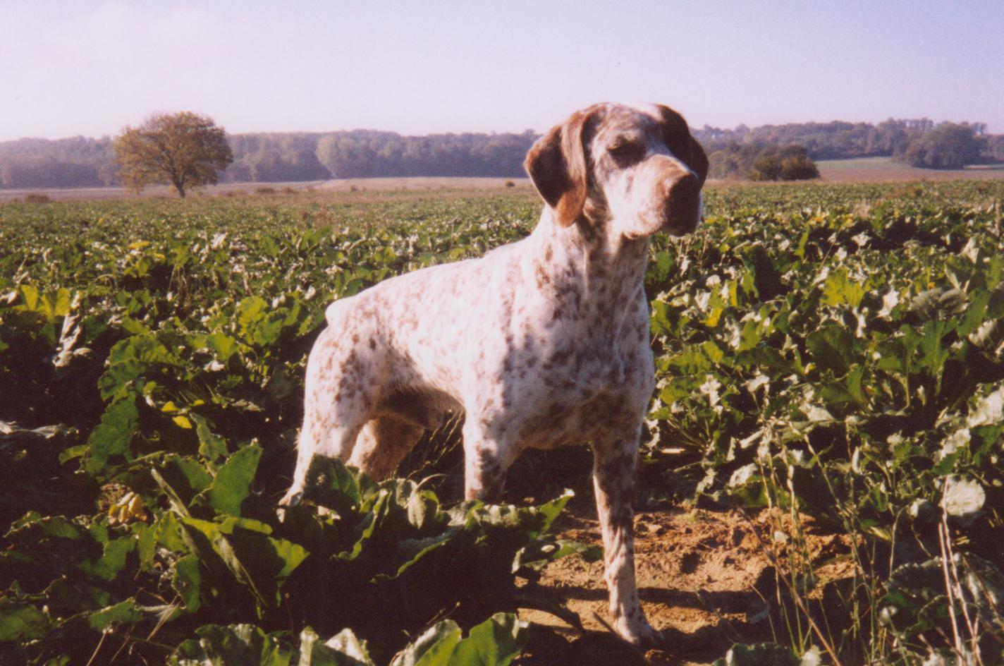 Iag du Chêne Grive