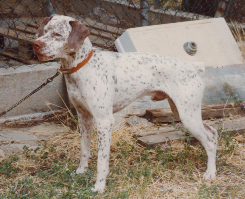 Luis des Ronciers de la Vieille Eglise alias Lasco