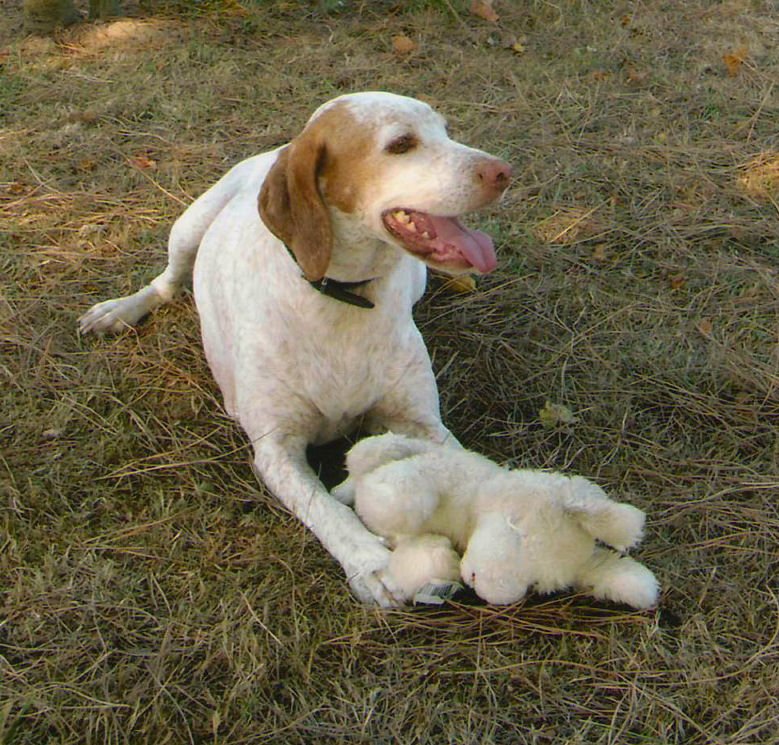 Braque du Bourbonnais, Molly dite Myrtille de l'Haute Vezere