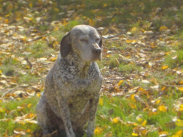 Niris du Pech du Cayrol