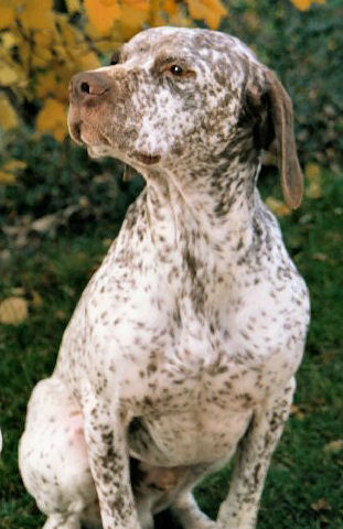 Oscar de la Croix Saint Loup