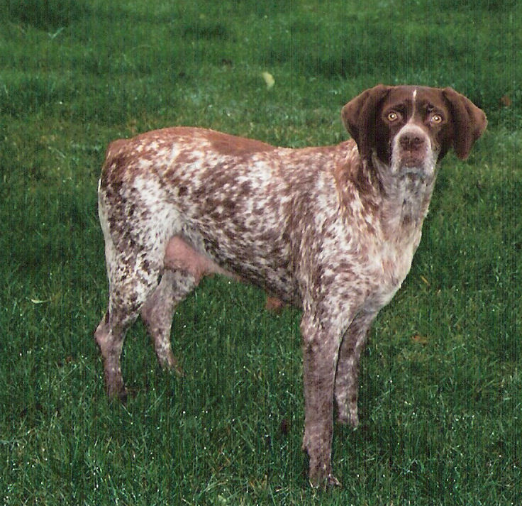 Pastelle de la Combe de Vars