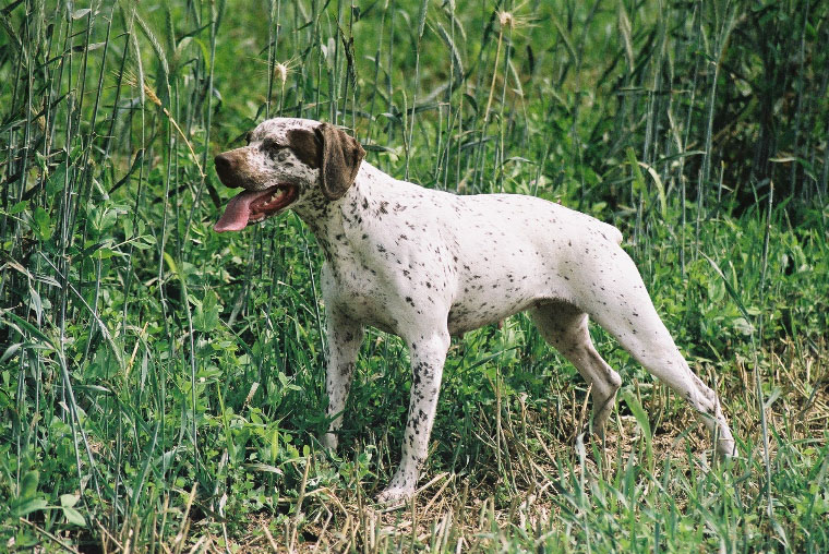 Poka de la Croix Saint Loup