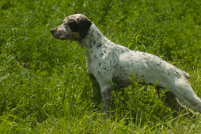 Poka de la Croix Saint Loup