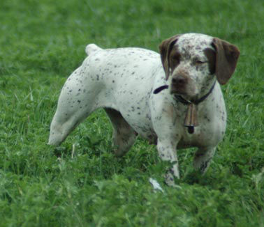 Poka de la Croix Saint Loup