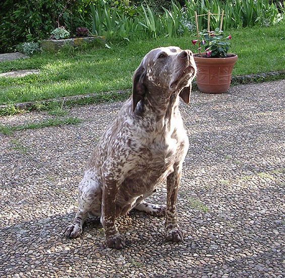 Prima du Pontelle de Maicou