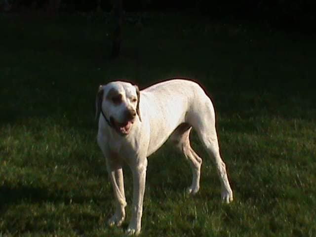 Alpha