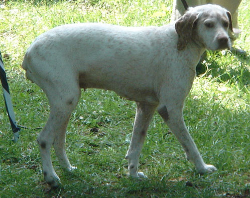 Ambre du Clos des Vickings