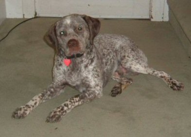 Artemis Nomad alias Beau