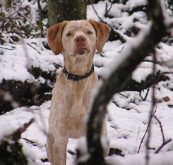 Astro du Pontelle de Maicou