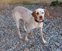 Braques Point Alexandrine