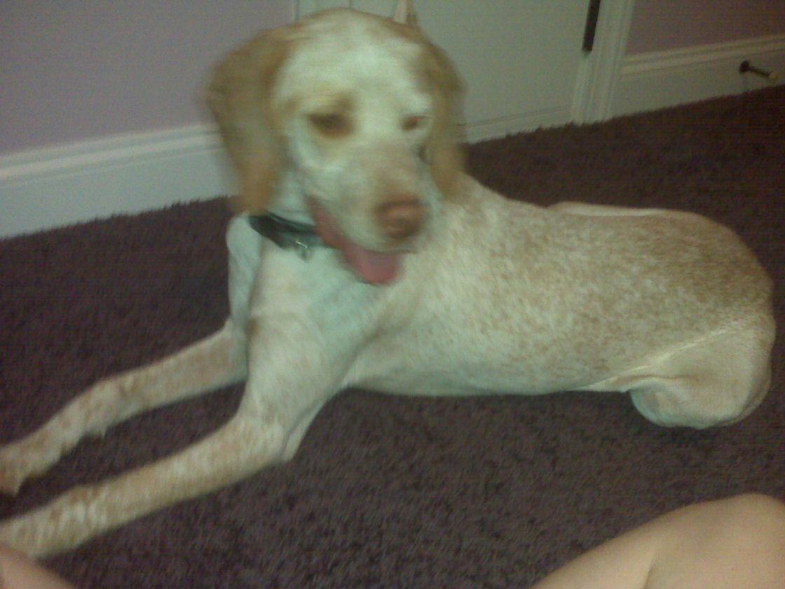 Braques Point Alexandrine