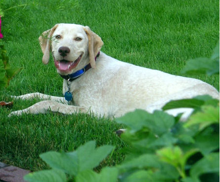 Cactus Country Charley alias Sassy