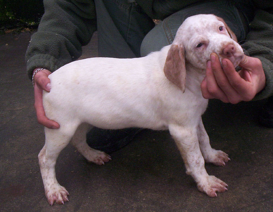 Calie du Marais Bécassier