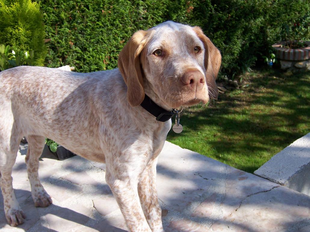 Canelle des Demoiselles de Ferriéres