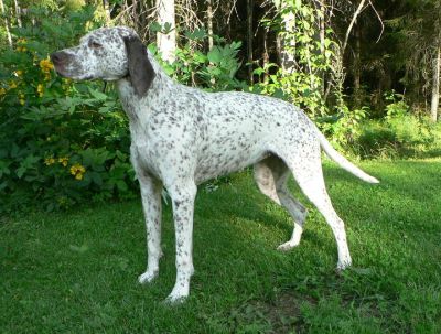 Canine Áttánvuotna alias Diva