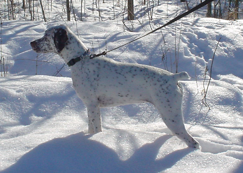 Canine Báhccavutna alias Hilla