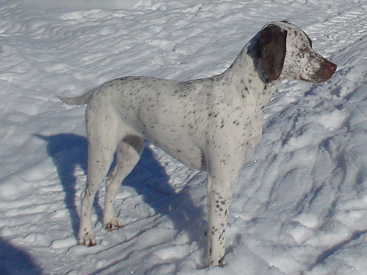 Canine Boahjenasti