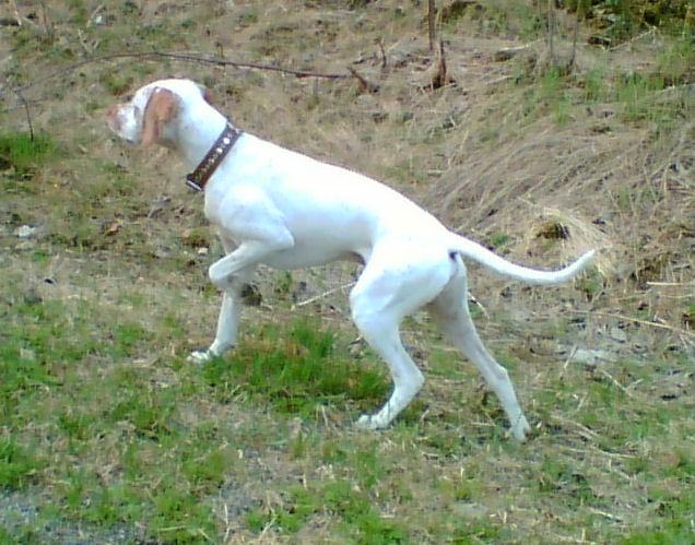 CanineBos'sogohppi alias Touho