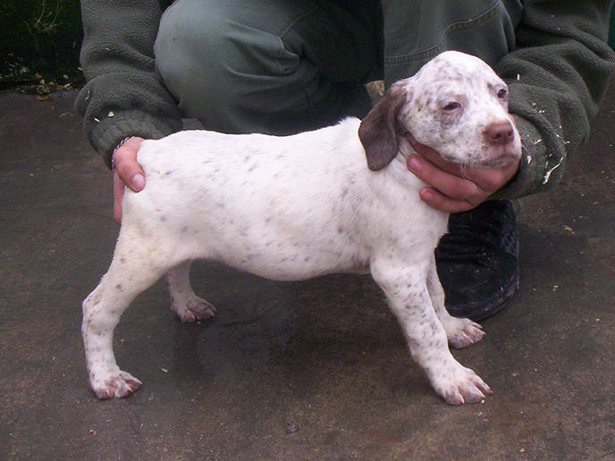 Carla du Marais Bécassier