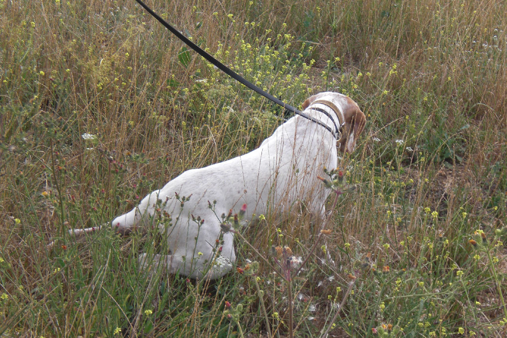 Cash du Marais Bécassier