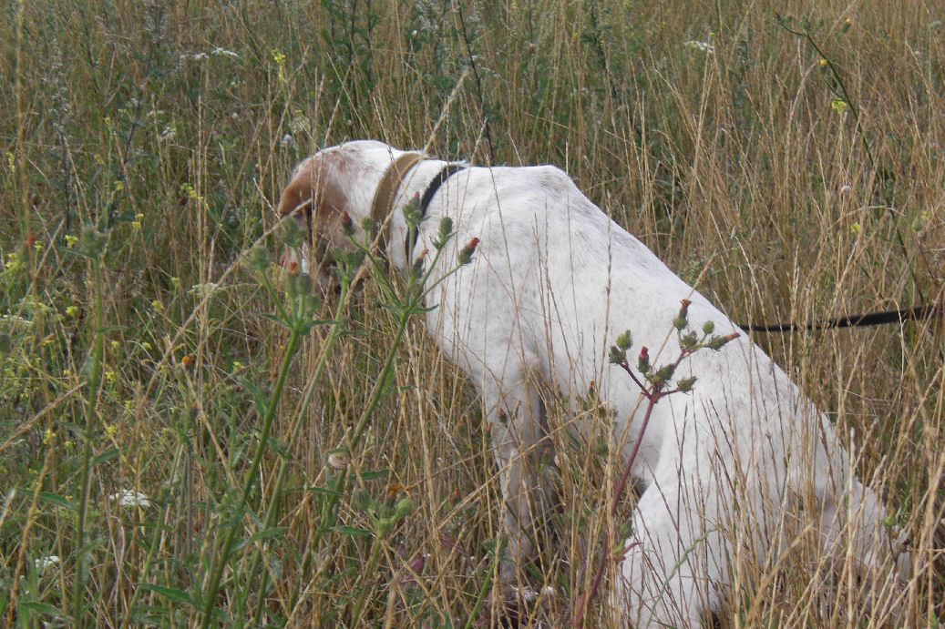 Cash du Marais Bécassier