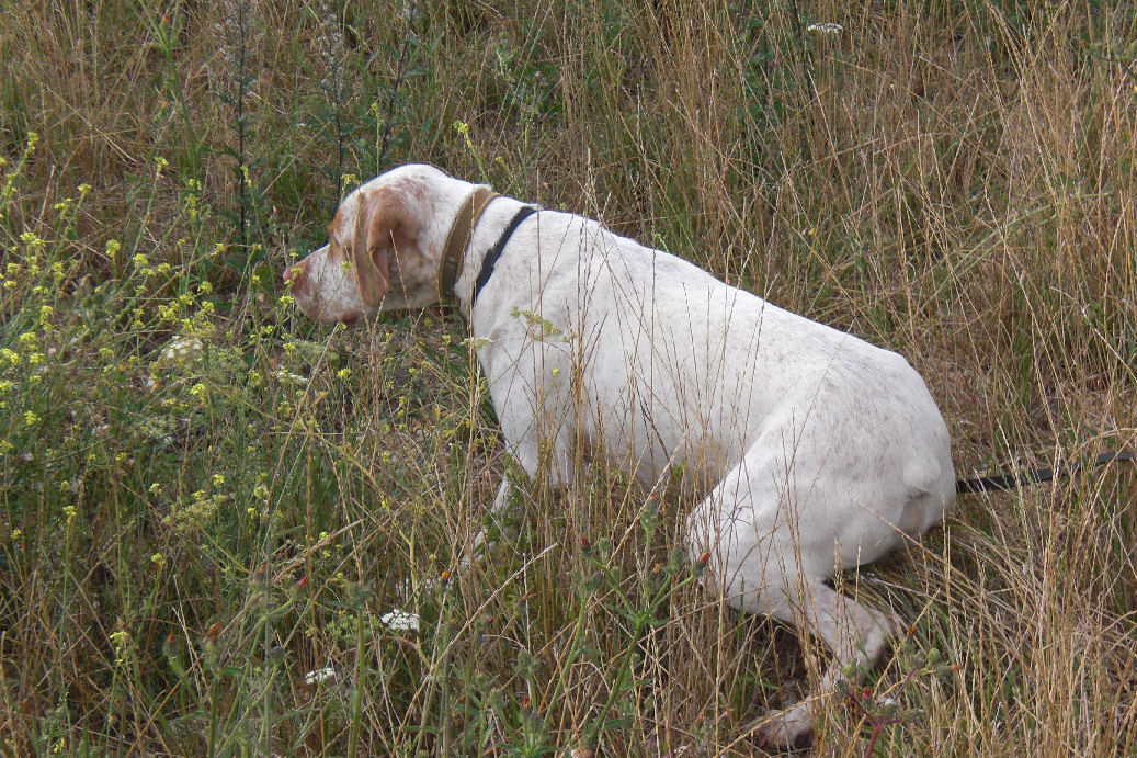 Cash du Marais Bécassier