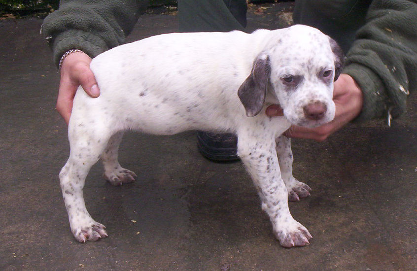 Cédra du Marais Bécassier