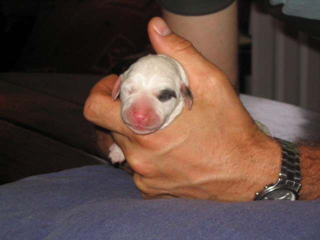 Cliquer pour agrandir/réduire