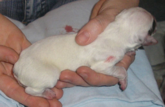 Cliquer pour agrandir/réduire