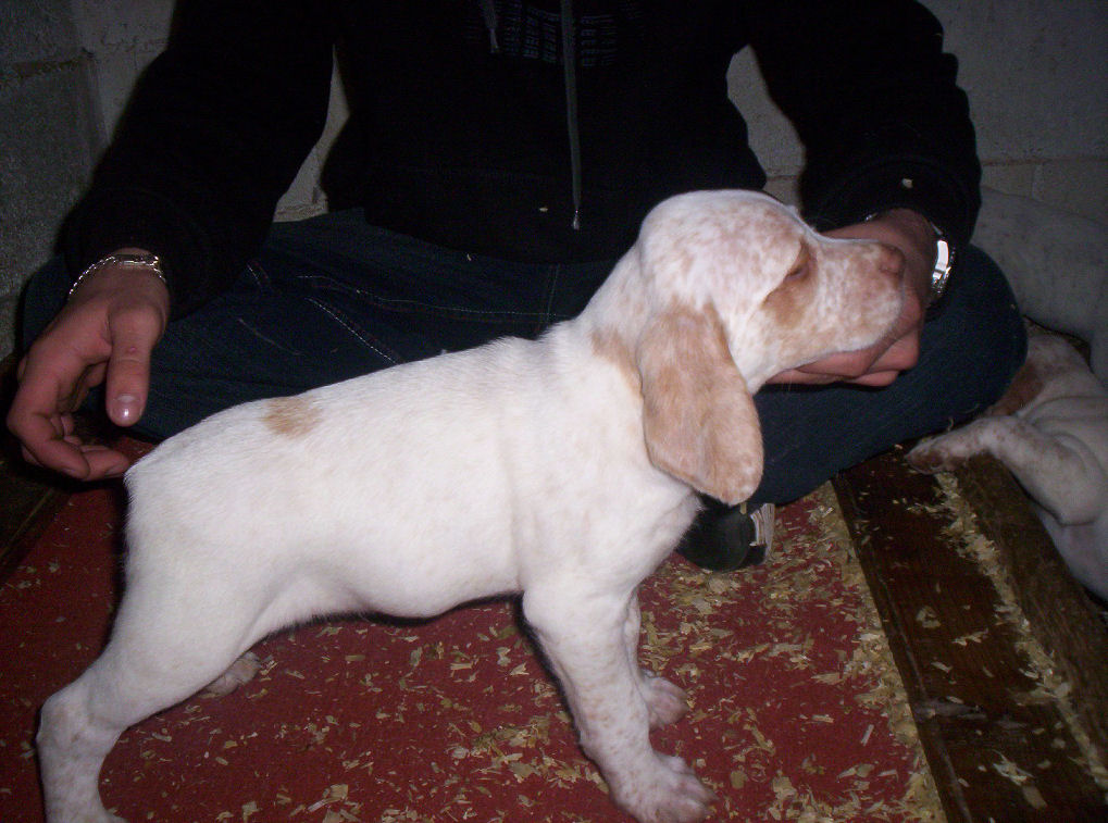 Cyssé du Marais Bécassier